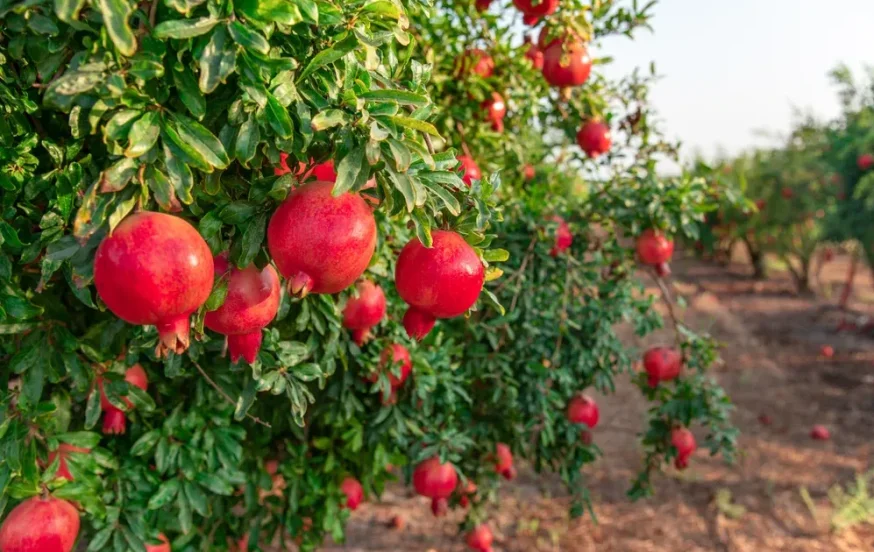 כמה גרעינים יש ברימון? גרעינים ברימון כמה גרעינים יש ברימון? גרעינים ברימון