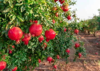 כמה גרעינים יש ברימון? גרעינים ברימון 