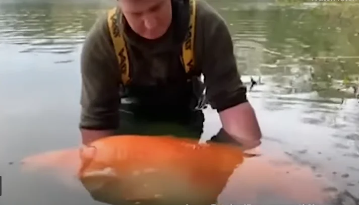 דג זהב גדול - דייג בריטי תפס דג זהב ששוקל 30 ק"ג דג זהב גדול - דייג בריטי תפס דג זהב ששוקל 30 ק"ג