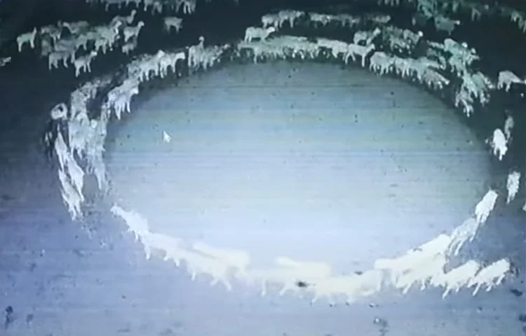 חיות מסתובבות במעגלים במשך שבועיים: תופעה מוזרה בסין