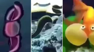 פלא פלאים: כך נראים בעלי החיים הכי נדירים