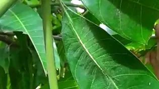 כזה דבר לא ראיתם: הזחל הבלתי נראה