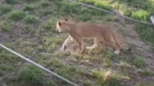 בריחה של האריות מהכלוב תועדה במצלמות