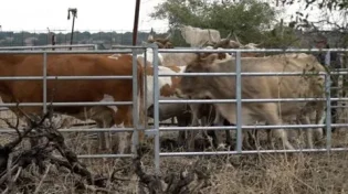 ערבי פרץ עם העדר לשטחים חקלאיים וגרם נזק: לוחמי מג"ב עצרו