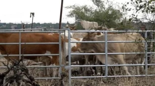 ערבי פרץ עם העדר לשטחים חקלאיים וגרם נזק: לוחמי מג"ב עצרו