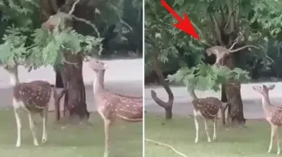 רץ ברשת: הקוף מכופף את הענף בכדי שהצבאים יוכלו לסעוד
