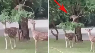 רץ ברשת: הקוף מכופף את הענף בכדי שהצבאים יוכלו לסעוד