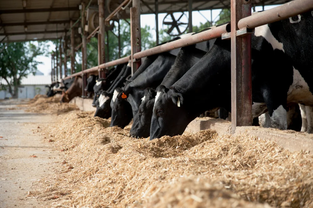 מהיום - גם לפרות יש תעודת זהות ביומטרית