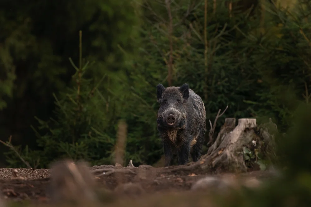 מפחיד: חזיר בר תקף מאבטח