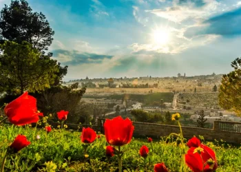 החלה פריחת הכלניות: אלו המקומות בארץ בהם תוכלו לצפות בהן