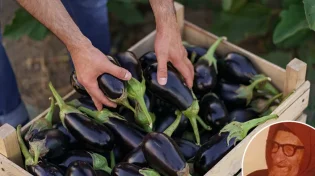המתכון לחצילים של הבבא סאלי שעובר בירושה: "אתם חייבים לטעום"