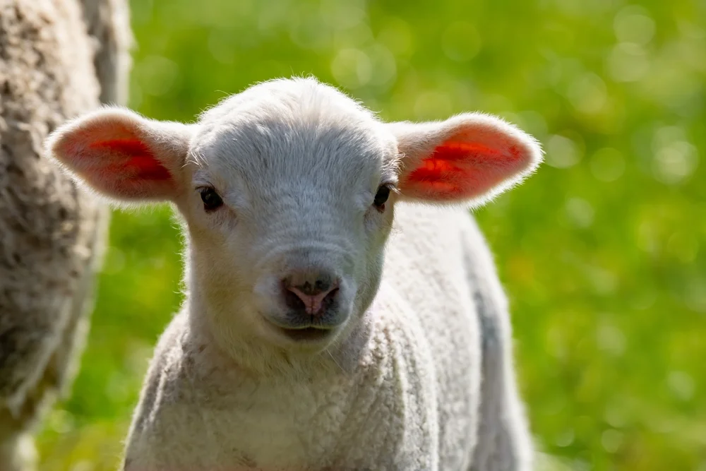 מזל טלה עם מזל מאזניים: התאמה לפי מזלות