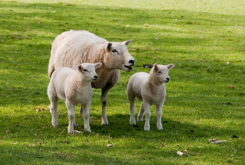 מזל טלה עם מזל סרטן: התאמה לפי מזלות