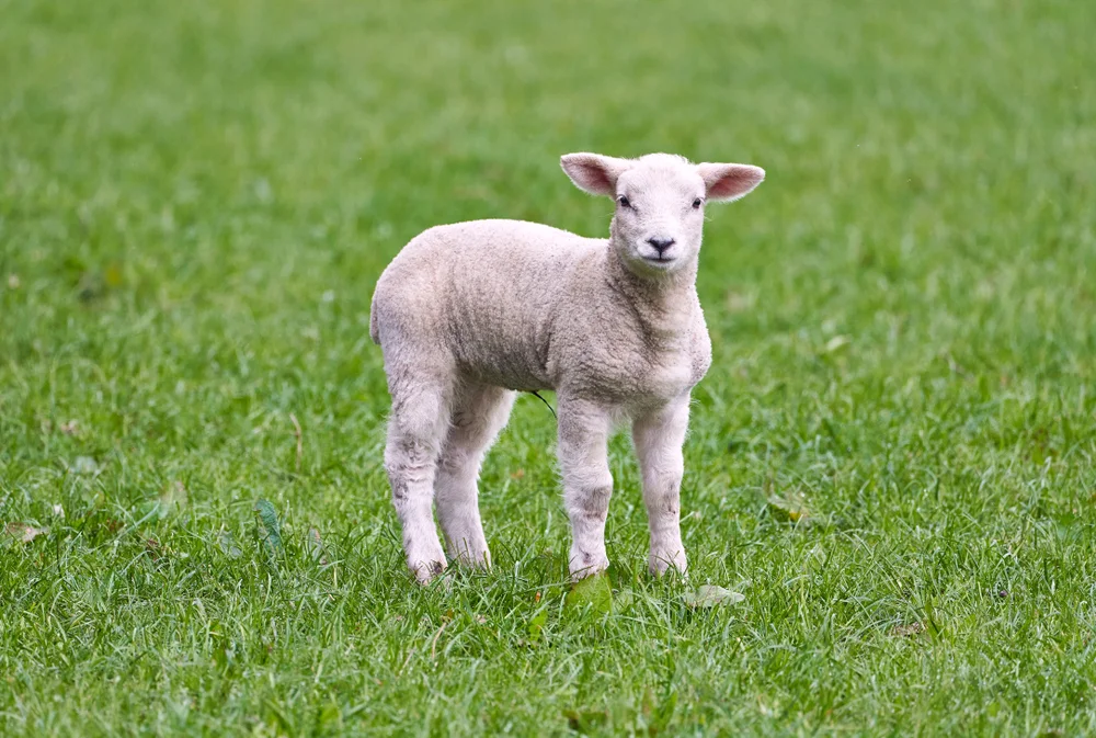 מזל טלה עם מזל עקרב: התאמה לפי מזלות