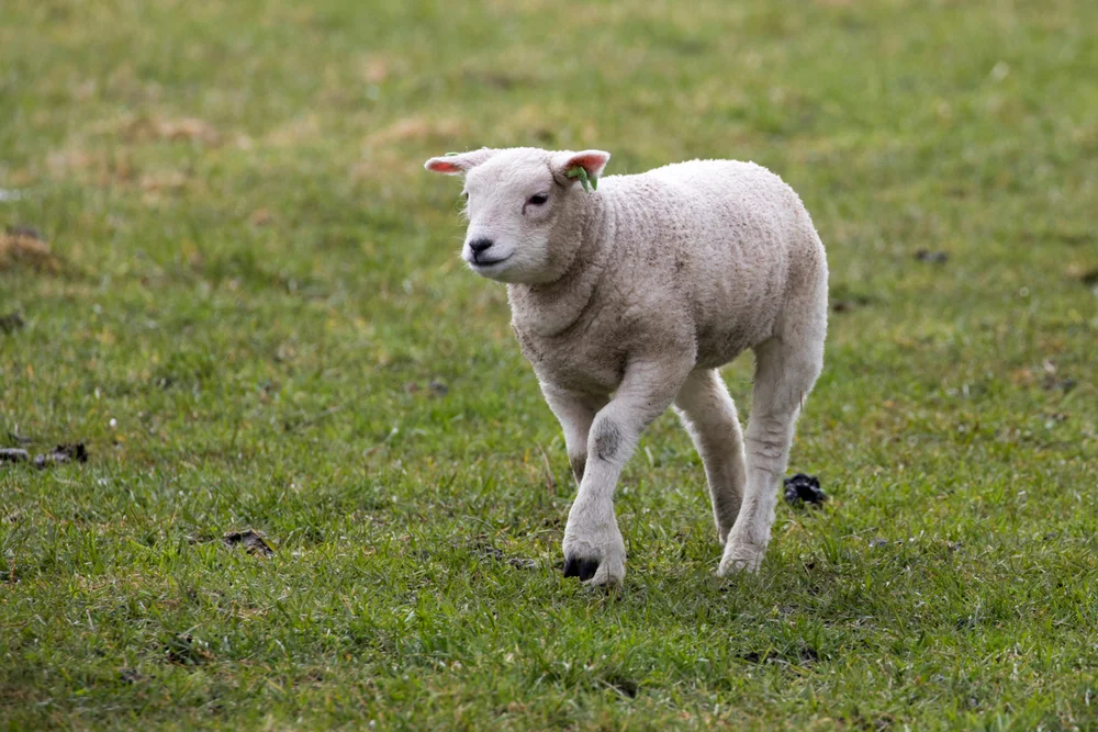 מזל טלה עם מזל דגים: התאמה לפי מזלות מזל טלה עם מזל דגים: התאמה לפי מזלות