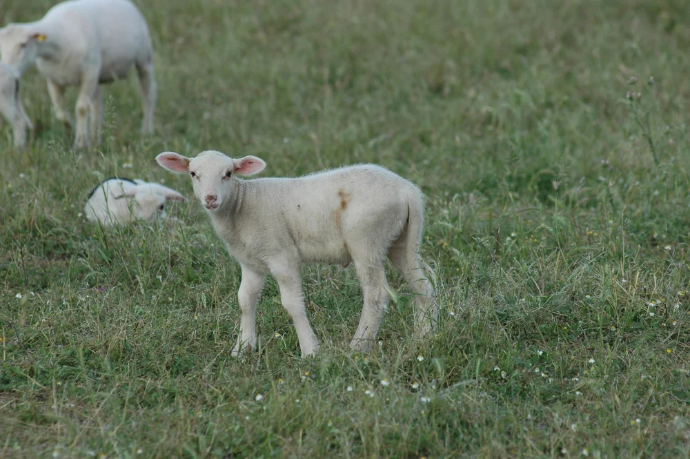 מזל טלה עם מזל גדי: התאמה לפי מזלות מזל טלה עם מזל גדי: התאמה לפי מזלות
