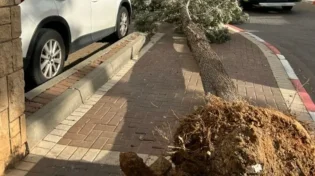 נזקי הסופה: עץ קרס על בת 13 ודוד חשמל עף ופער חור בדירה