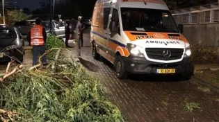 נזקי הסערה: ילד חרדי נפצע קשה מעץ שקרס
