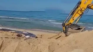 צפו: הלוויתן נפלט לחוף הצבאי הסגור ונקבר במקום