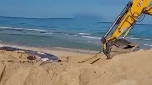 צפו: הלוויתן נפלט לחוף הצבאי הסגור ונקבר במקום