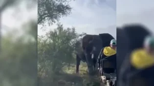 תיעוד מהג'ונגל באפריקה: פיל תקף את המטיילים