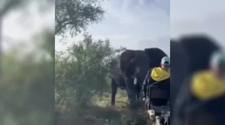 תיעוד מהג'ונגל באפריקה: פיל תקף את המטיילים