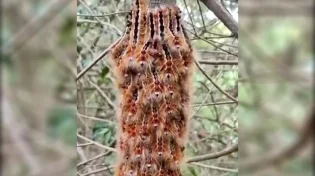 מדהים: פרפר כזה עוד לא ראיתם