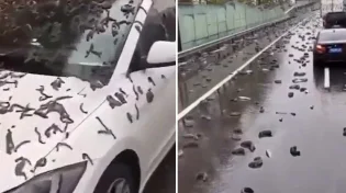 הלם בסין: גשם של תולעים פקד את עיר הבירה - צפו