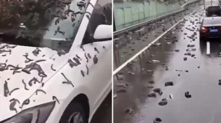 הלם בסין: גשם של תולעים פקד את עיר הבירה - צפו