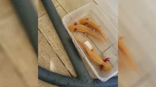 בעלי חיים נדירים ומסוכנים נתפסו על ידי פקחים בירושלים - צפו