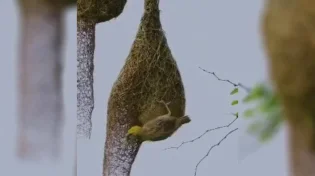 מדהים: כך שומרות הציפורים על הקן