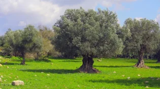 הסוד של ברכת האילנות