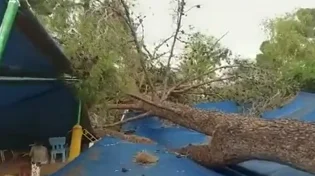 נס בחול המועד: העץ הענק קרס על גן הילדים - צפו 