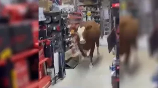 תיעוד כאן בישראל: הפרה נכנסה לתוך חנות