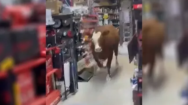 תיעוד כאן בישראל: הפרה נכנסה לתוך חנות