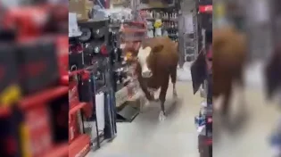 תיעוד כאן בישראל: הפרה נכנסה לתוך חנות