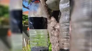 מדהים: מלכודת הזבובים הכי זולה וטובה שתראו