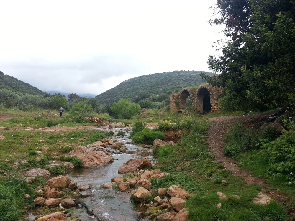 מאות דגים מתים: חשד להרעלה בנחל צלמון בכנרת 