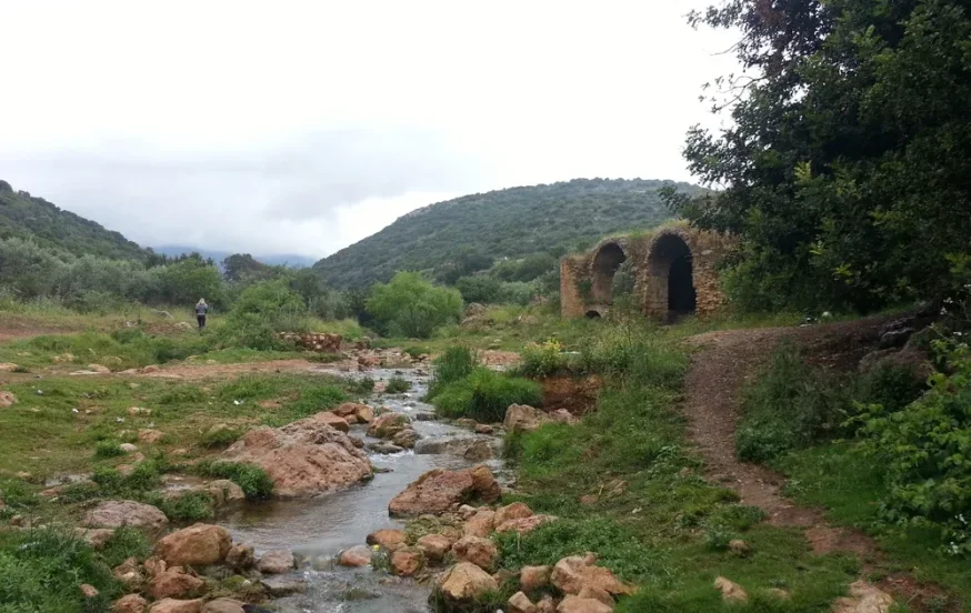 מאות דגים מתים: חשד להרעלה בנחל צלמון בכנרת מאות דגים מתים: חשד להרעלה בנחל צלמון בכנרת