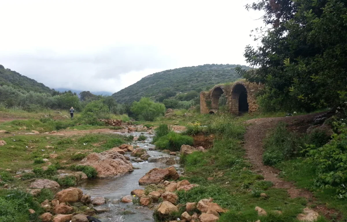 מאות דגים מתים: חשד להרעלה בנחל צלמון בכנרת 