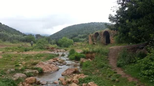 מאות דגים מתים: חשד להרעלה בנחל צלמון בכנרת