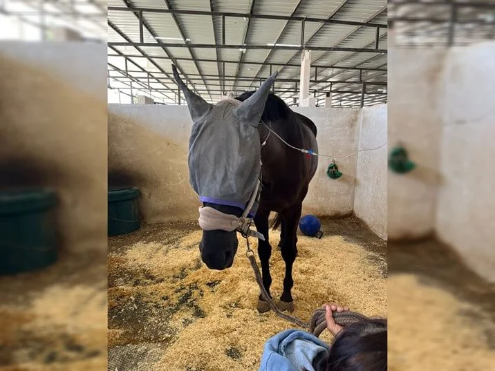 "מקרה חריג ביותר וחמור מאוד" עשרות סוסים חלו במחלה מסתורית