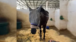 חשד להרעלה של עשרות סוסים בחווה במרכז הארץ