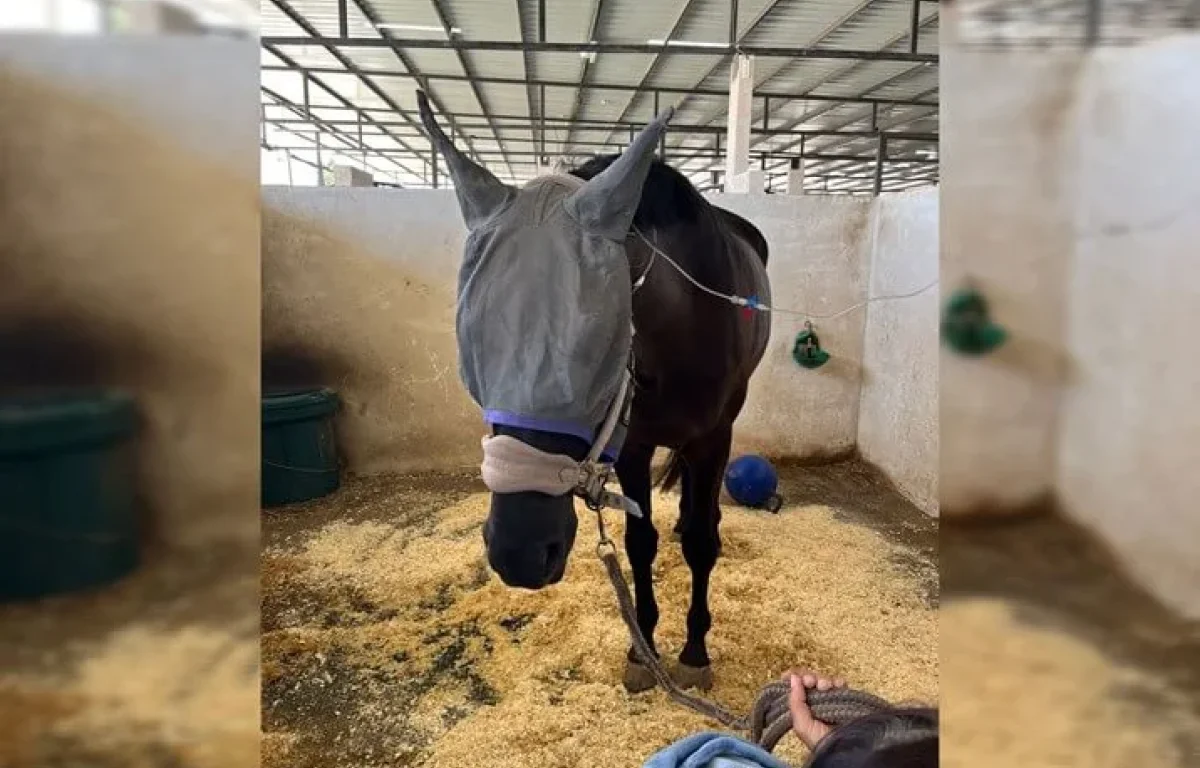 "מקרה חריג ביותר וחמור מאוד" עשרות סוסים חלו במחלה מסתורית