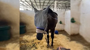 חשד להרעלה של עשרות סוסים בחווה במרכז הארץ