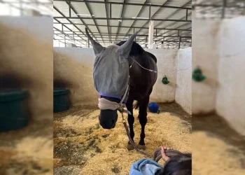 "מקרה חריג ביותר וחמור מאוד" עשרות סוסים חלו במחלה מסתורית