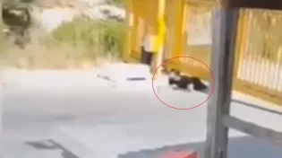 זחל מתחת לגדר ותכנן לבצע פיגוע בבית הכנסת: צפו בתיעוד