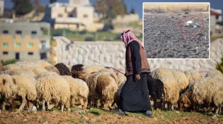 תיעוד מזעזע מהגולן: עשרות כבשים מתו בגלל עשב מסתורי