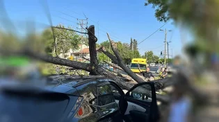 צפו: עץ קרס בחולון, בחסדי ה' לא היו נפגעים