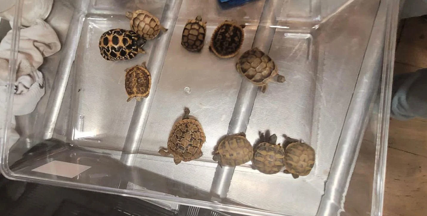  נתפס כשניסה להבריח חיות מוגנות בנתב"ג